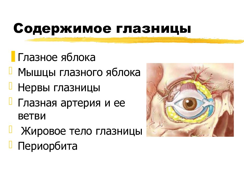 1 строение глазницы. Строение глазной щели. Отделы глазницы топографическая анатомия. Строение глаза в глазнице.