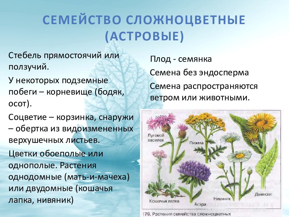 Семейство сложноцветные 6 класс биология презентация