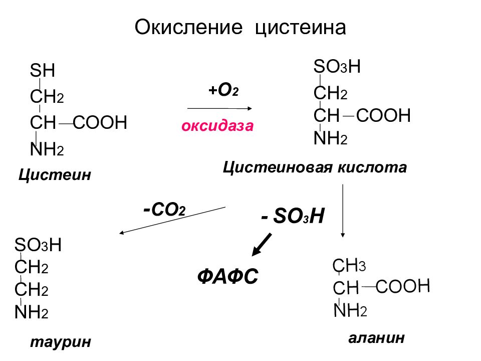 Синтез таурина