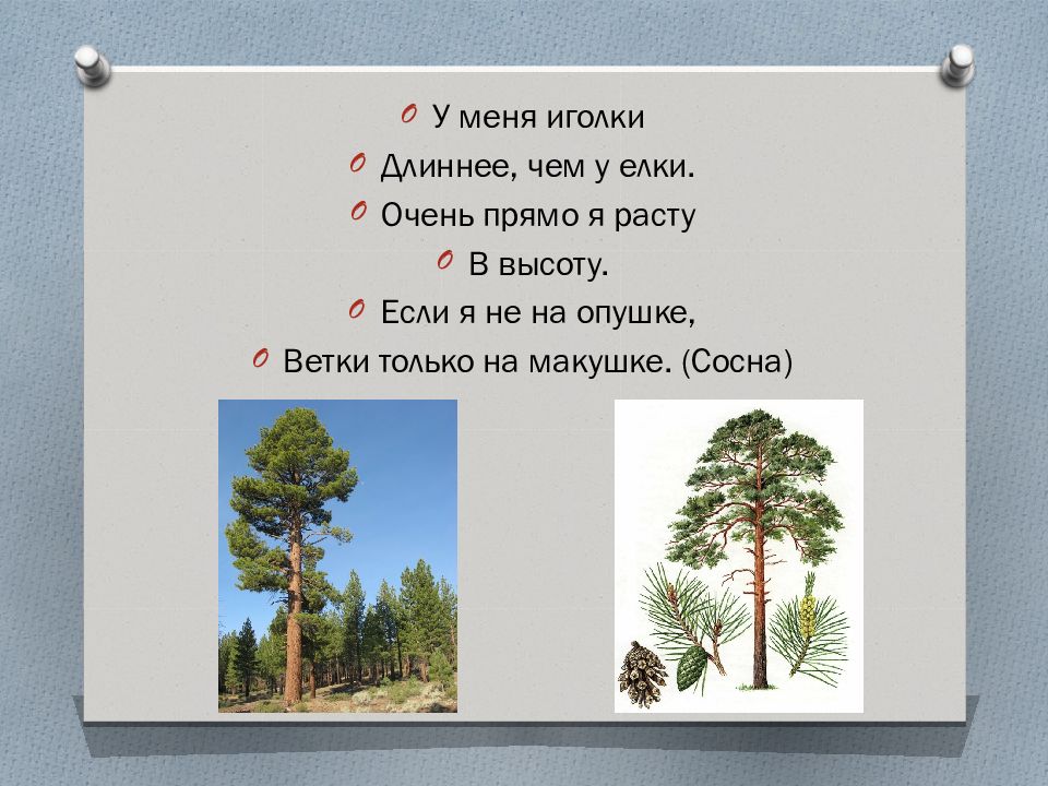 Почему у сосны нижние ветки. У меня длинней иголки чем у елки очень прямо я расту в высоту. У меня длинней иголки чем у ёлки очень прямо расту в высоту. У сосны иглы длинные а у ели. Сосна ФЦКМ.