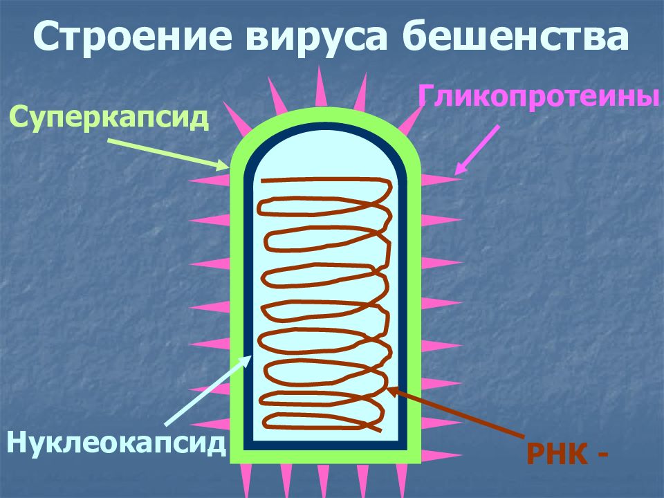 Вирус бешенства рисунок