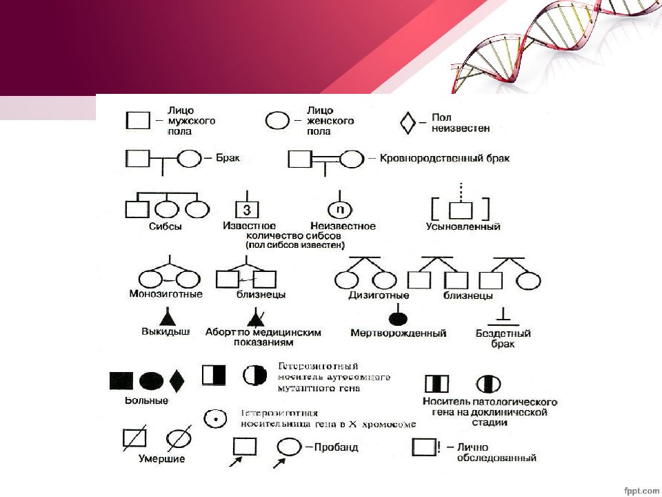 Презентация генеалогический метод исследования