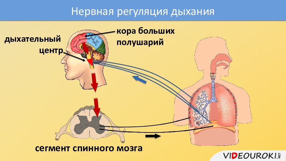 Дыхание 14. Нервная регуляция дыхания. Регуляция дыхания дыхательный центр. Нервная регуляция дыхания схема. Спинной мозг регуляция дыхания.