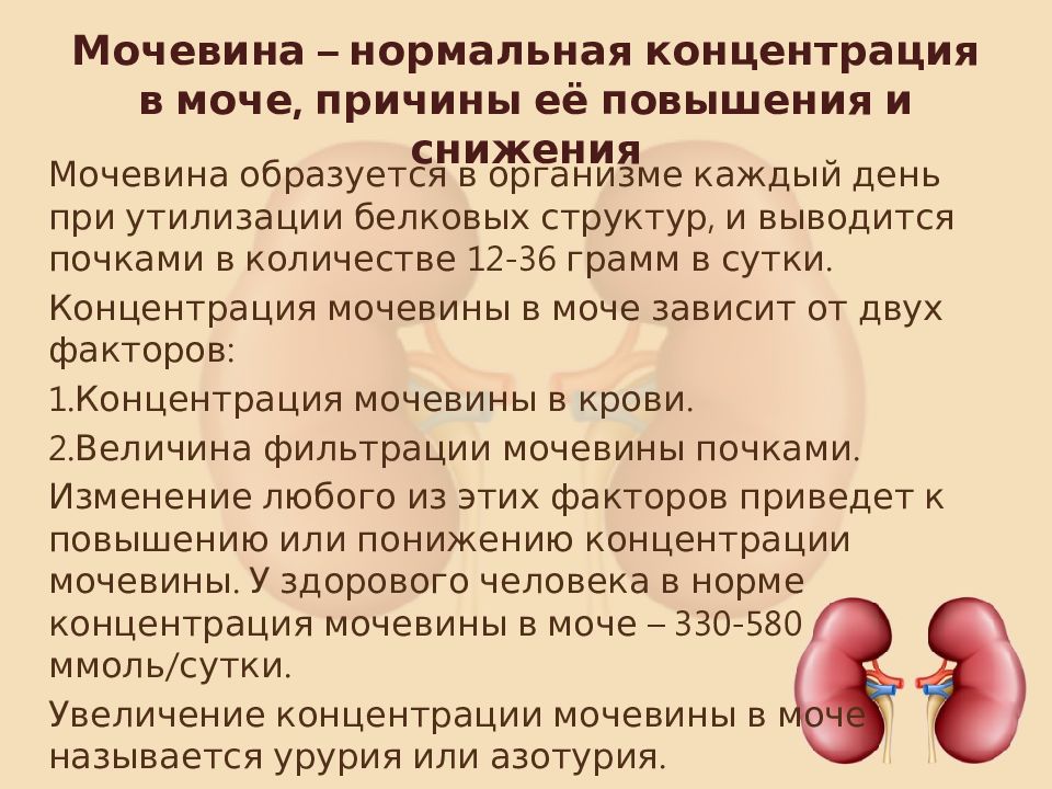 Белок и мочевина в моче