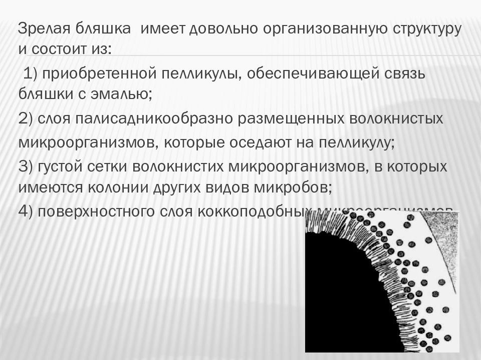 Этиология и патогенез заболеваний пародонта презентация