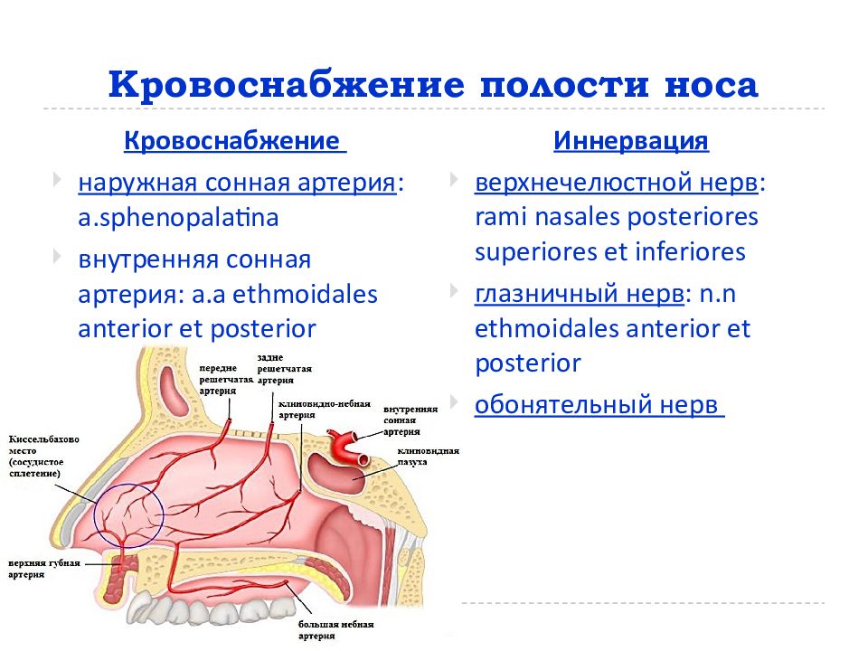 Кровоснабжение носа презентация