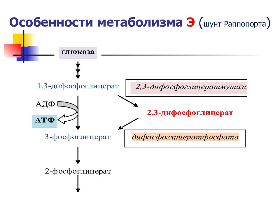 Особенности обмена веществ. Шунт Раппопорта. Реакция шунта Раппопорт. Особенности метаболизма биохимия. Метаболизм лейкоцитов биохимия.