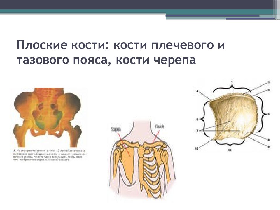 Кости или кости. Плоские кости. Плоские кости черепа. Схема строения плоских костей. Плоская кость черепа.