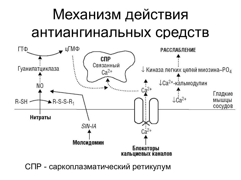 Антиангинальные средства схема