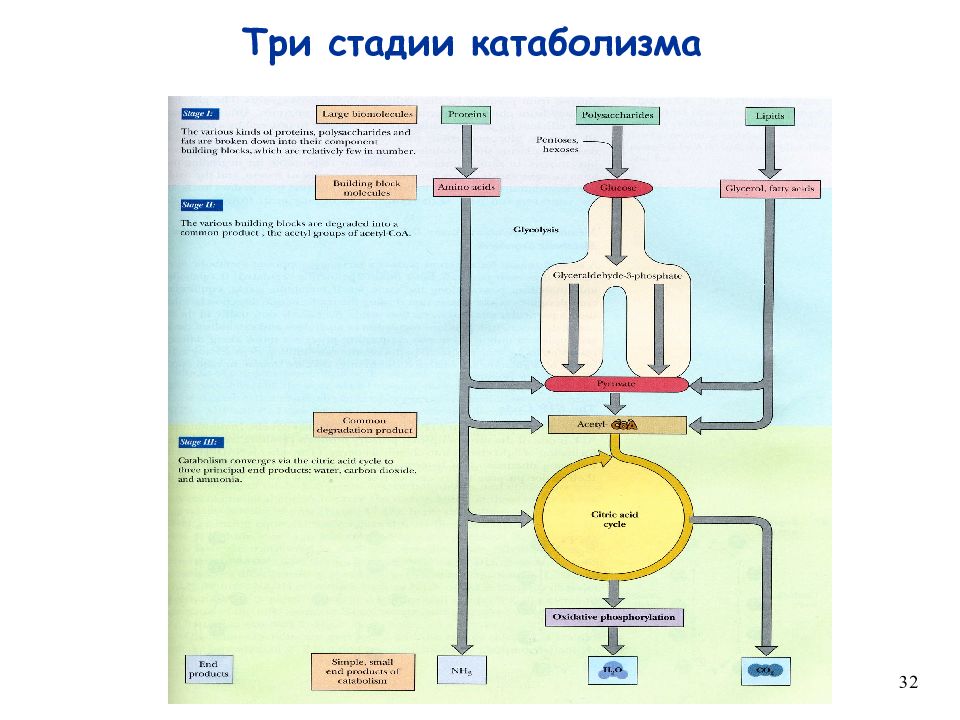 Питательная карта школьника