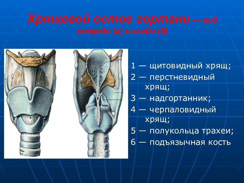 Как называется орган человека обозначенный на рисунке буквой а трахея гортань