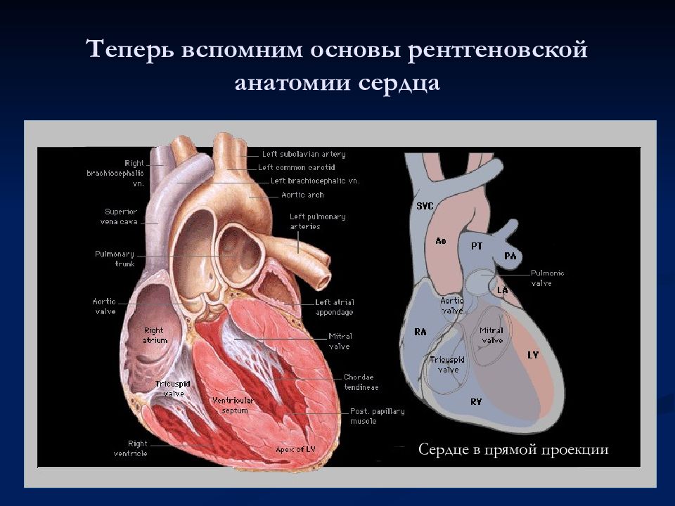 Вспомнить основа. Камеры сердца анатомия на рентгене.