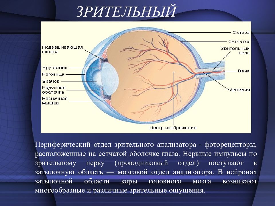 Название оболочки которая отвечает за восприятие изображения и преобразует свет в импульсы