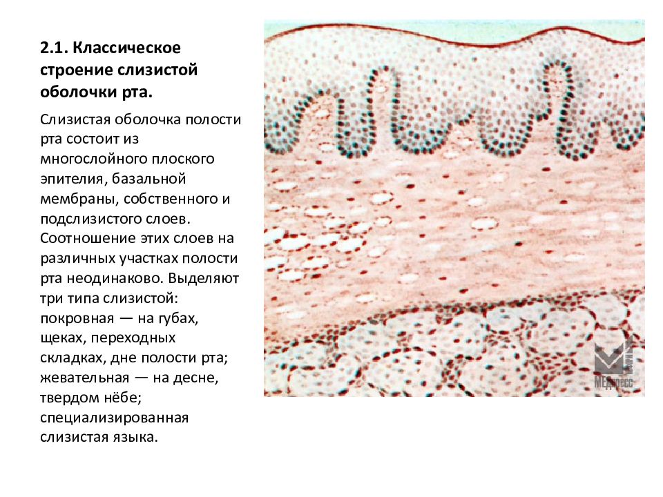 Клетки слизистой полости рта. Строение слизистой оболочки анатомия. Строение слизистой оболочки полости рта. Строение слизистой оболочки полости рта анатомия. Строение эпителия полости рта.
