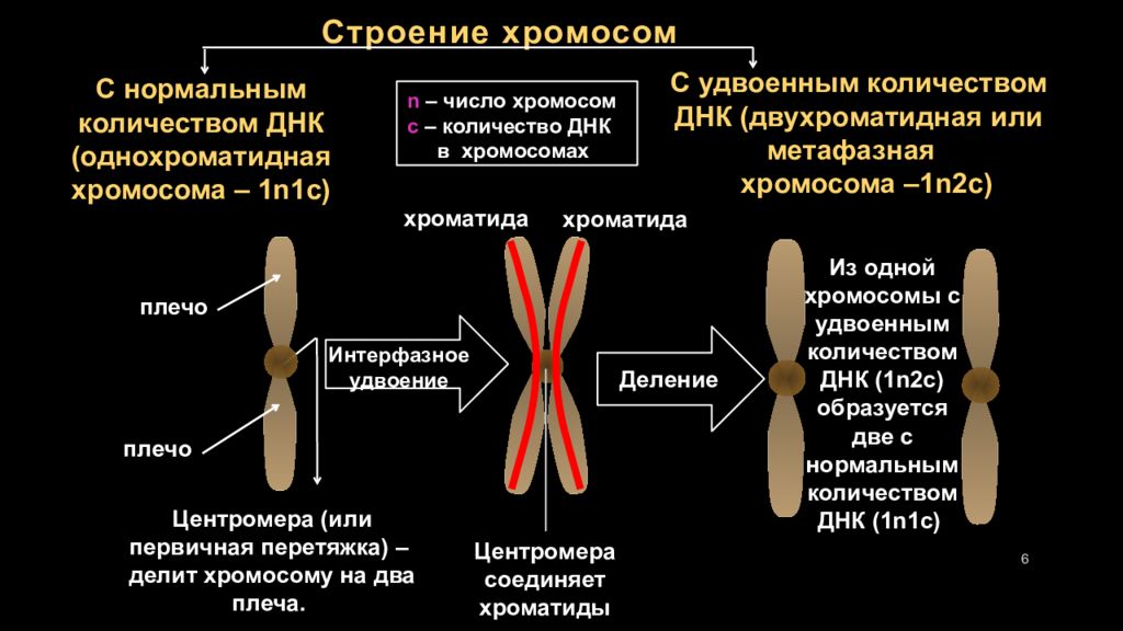 Внутреннее строение хромосом. Строение однохроматидные хромосомы. Строение хромосомы хроматиды. Строение хромосомы центромера. Из чего состоит хроматида.