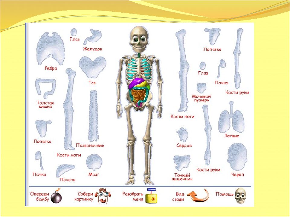 Скелет человека для детей в картинках