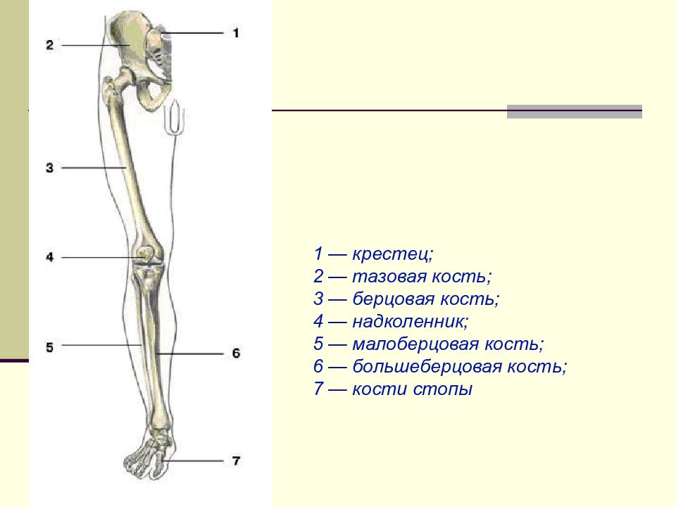 Скелет конечностей человека. Скелет верхних и нижних конечностей схема. Нижние конечности человека анатомия кости берцовая кость. Строение скелета верхних и нижних конечностей. Строение костей верхней и нижней конечности.