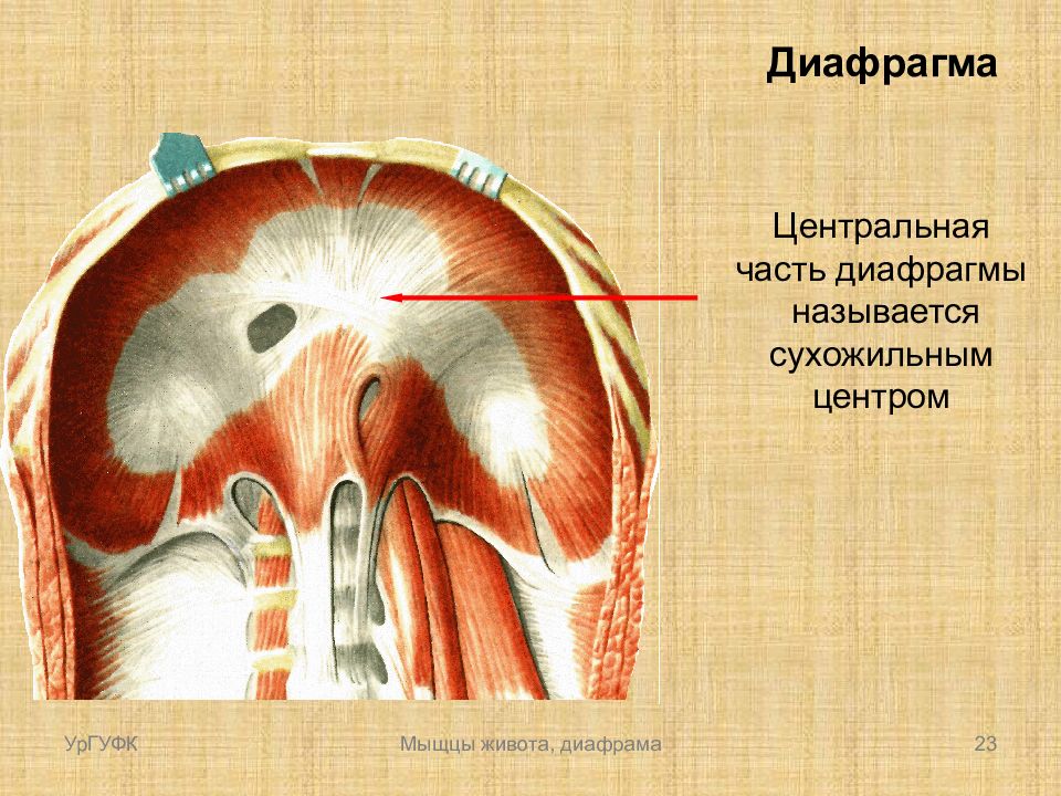 Диафрагма. Мышцы диафрагмы сухожильный центр. Поясничная мышца и диафрагма. Сухожильный центр диафрагмы анатомия. Сухожильное растяжение диафрагмы.