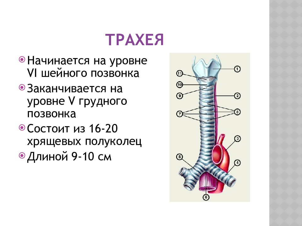 Функции трахеи в организме человека. Строение трахеи. Ттрахеч. Трахея находится на уровне. Трахея разделяется на.