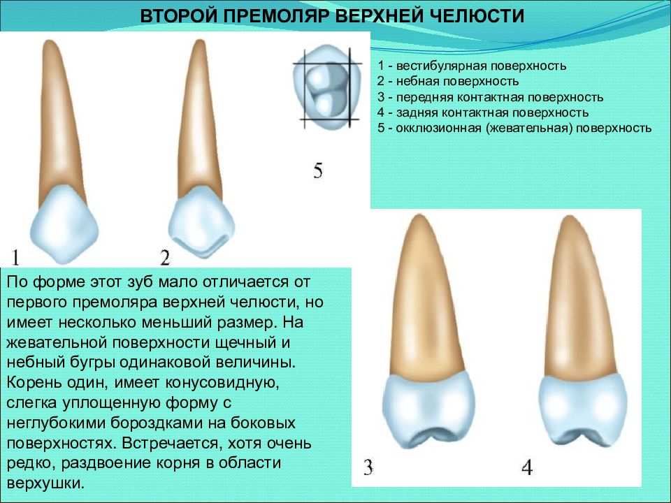 Презентация на тему анатомия зубов