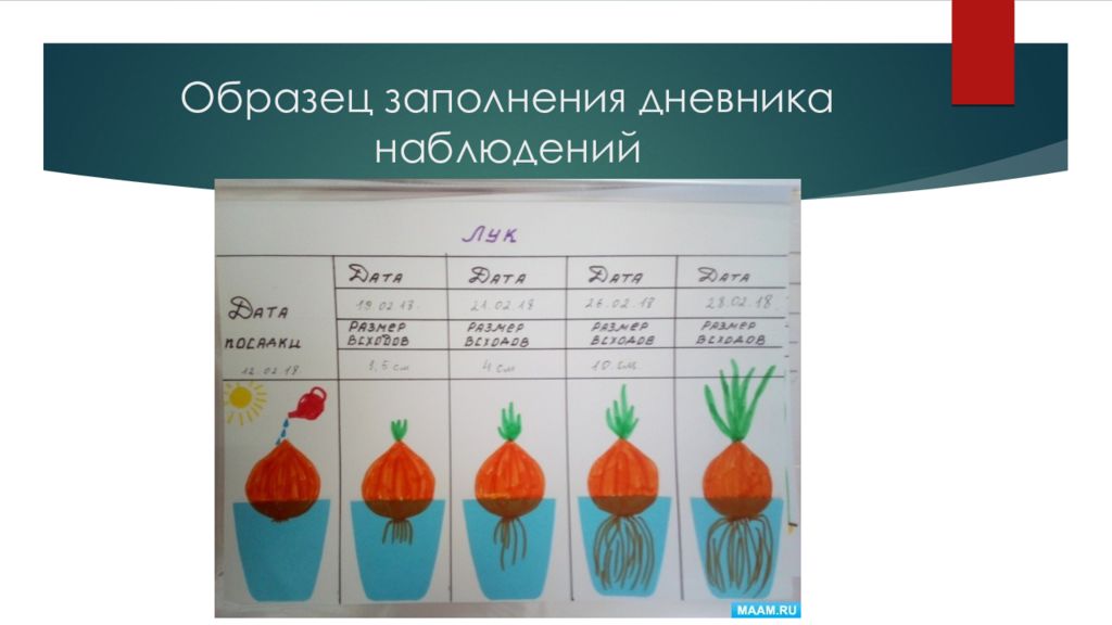 Наблюдение за ростом. Дневник наблюдения за ростом лука. Дневник наблюдений пример заполнения. Дневник наблюдений перец майонез.