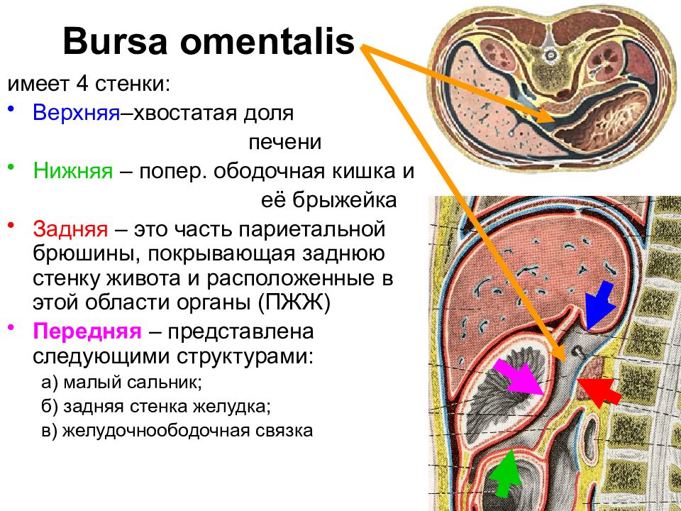 Нижнюю стенку сальниковой сумки составляет