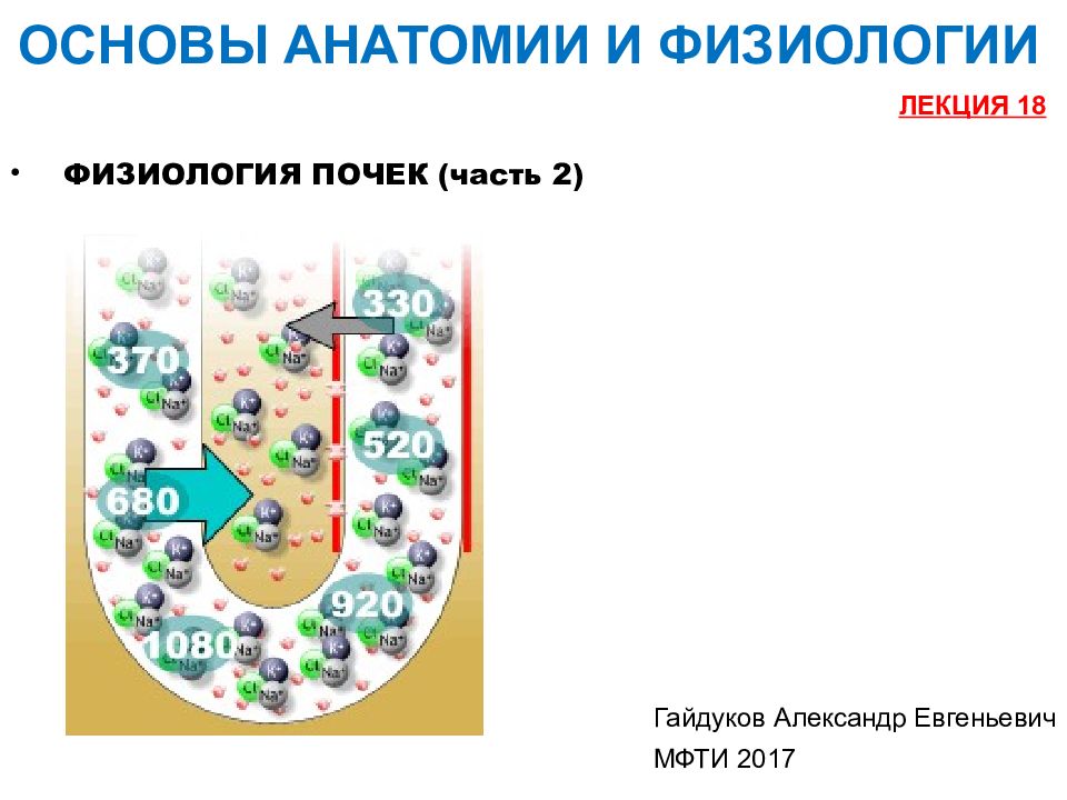 7 основ. Основы физиологии почки. Гайдуков физиология.