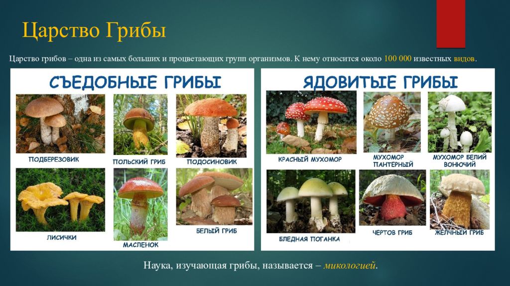 Есть царство грибов. Царство грибов. Разнообразие грибов. Представители царства грибов. Царство грибы названия.