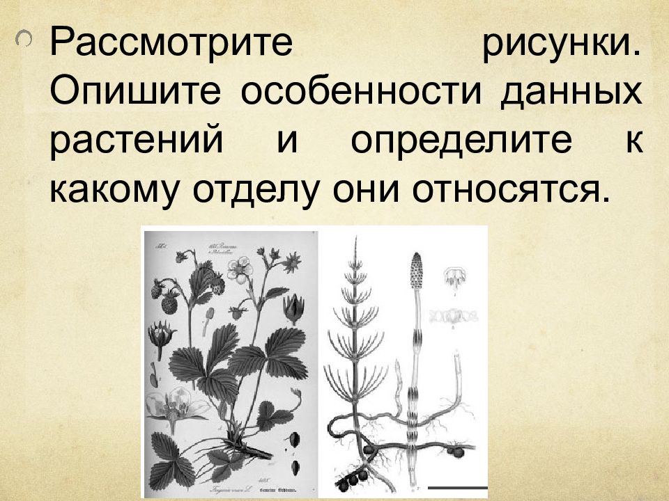 Рассмотрите рисунок опиши. Рассмотрите растения и определите к каким отделам они относятся. К какому отделу относится данное растение. Определи к какому отделу относится это растение. Определите к какому отделу и классу относится данное растение.