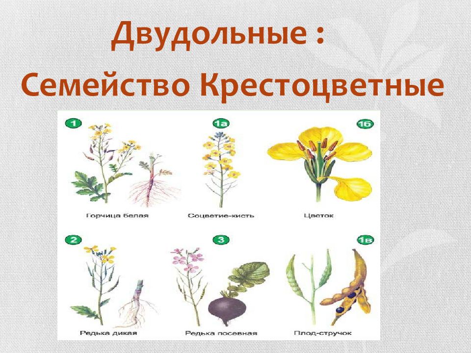Семейства двудольных картинки