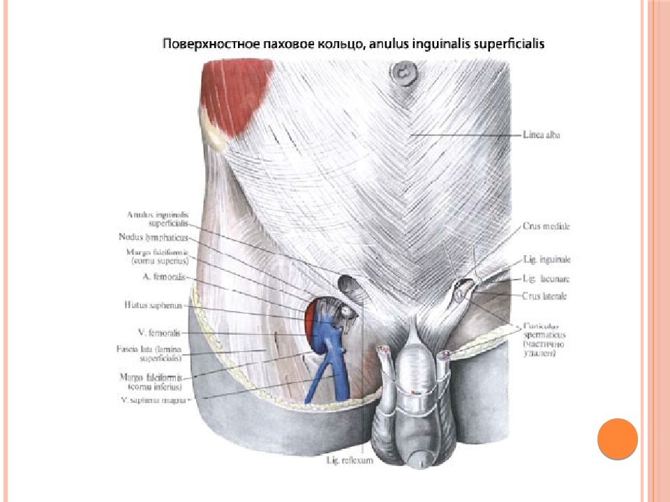 Поверхностное кольцо. Поверхностное паховое кольцо (anulus inguinalis superficialis) образовано:. Поверхностное паховое кольцо (anulusinguinalissuperfacialis). Паховое кольцо анатомия. Внутреннее паховое кольцо анатомия.