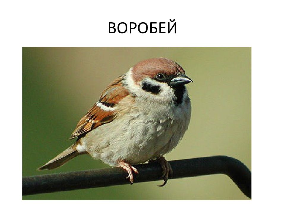 Как иначе называется воробей