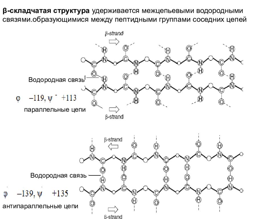 Вторичная структура белка удерживается пептидными связями. Бета складчатая структура белка параллельная и антипараллельная. Бета складчатая структура. Бета складчатая структура параллельная. Бета складчатая структура белка.