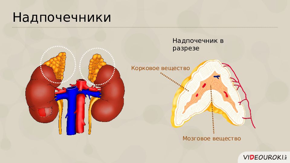 Надпочечники внутренней секреции