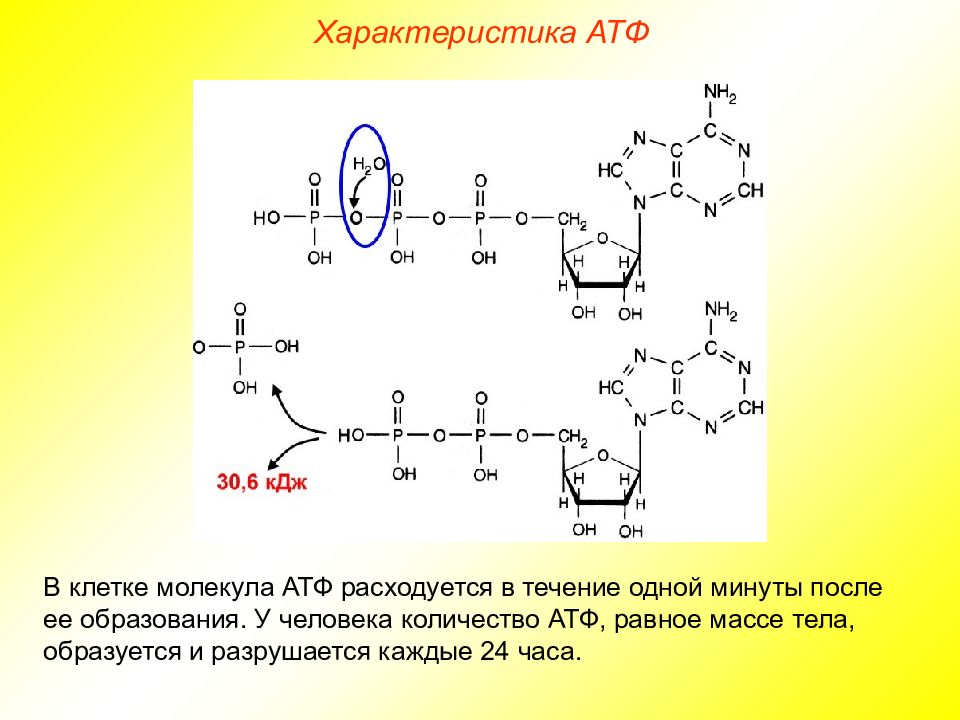 Клетка содержит атф. АТФ аденозинтрифосфорная кислота. Связи в молекуле АТФ. Рибонуклеиновая кислота. Характеристика молекулы АТФ.