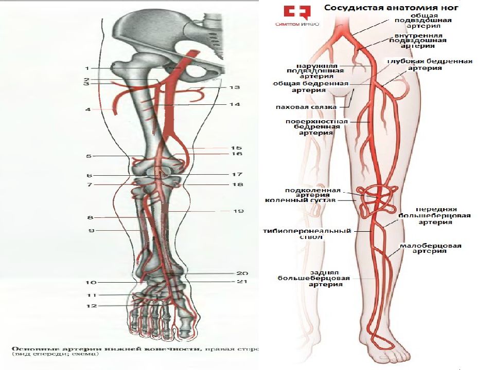 Анатомия и физиология сердечно сосудистой системы презентация