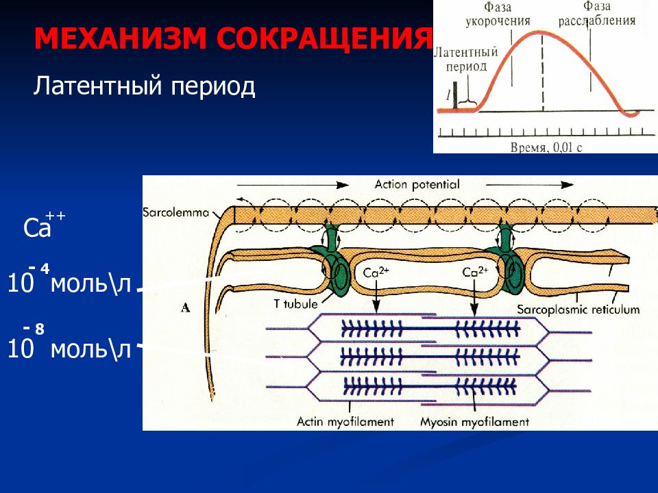 Сокращение скелетных. Сокращение мышц физиология. Типы сокращения скелетных мышц. Типы сокращения скелетных мышц физиология. Механизмы и виды мышечного сокращения.