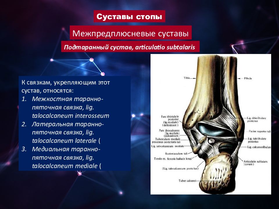 Суставы стопы. Суставы стопы подтаранный сустав. Таранно-ладьевидный сустав анатомия. Подтаранный сустав (Art. Subtalaris). Подтаранный сустав анатомия строение.