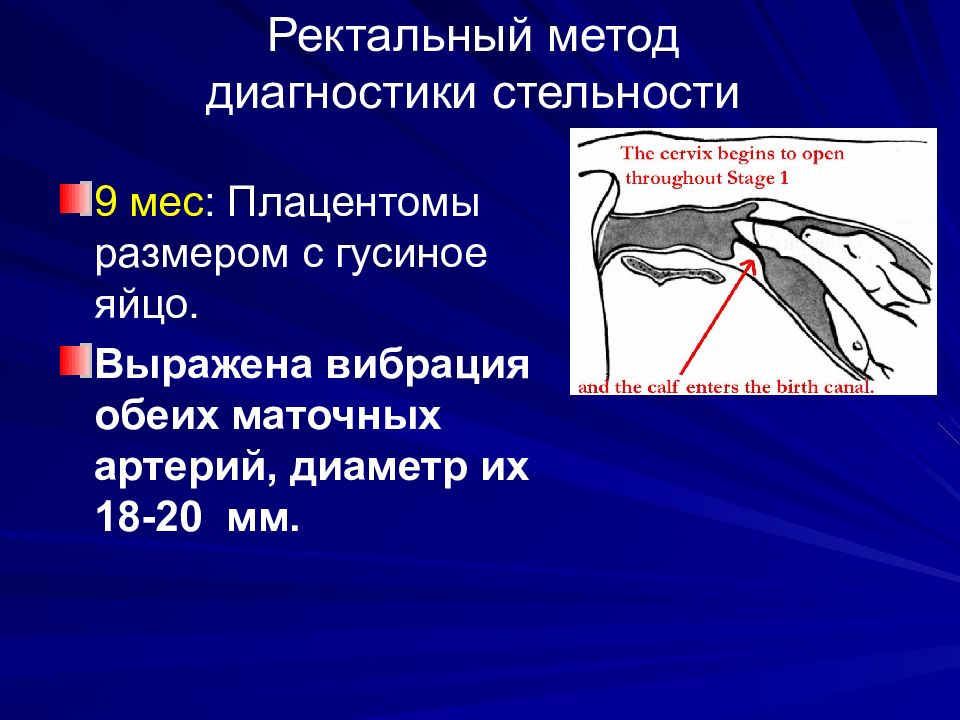 Ректальное исследование. Ректальный метод диагностики стельности. Ректальный метод определения стельности коровы. Ректальное исследование коров на стельность. Ректальное исследование коров на стельность по месяцам.