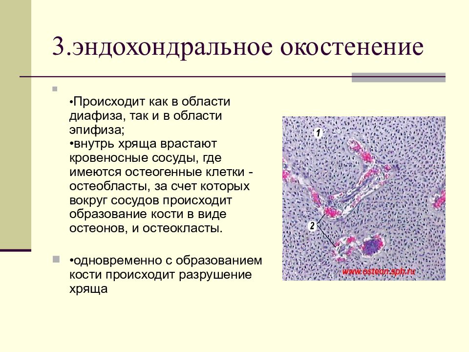 Функция хрящевой и костной ткани. Эндостальное окостенение. Перихондральное окостенение. Энхондральное окостенение. Периостальное и эндостальное окостенение.