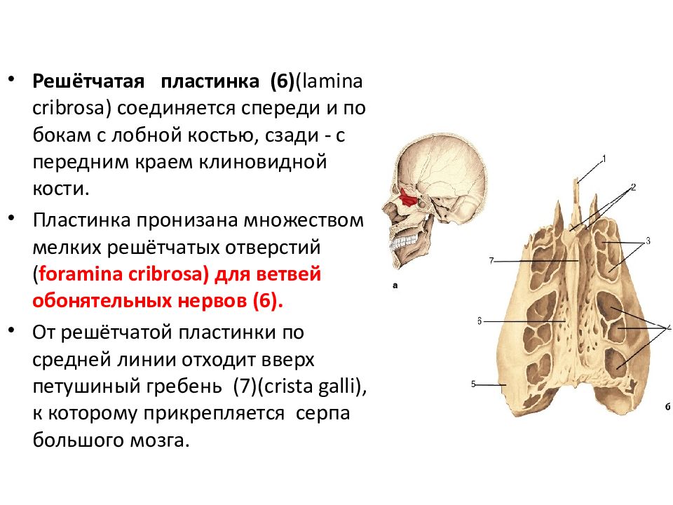 Кости 19