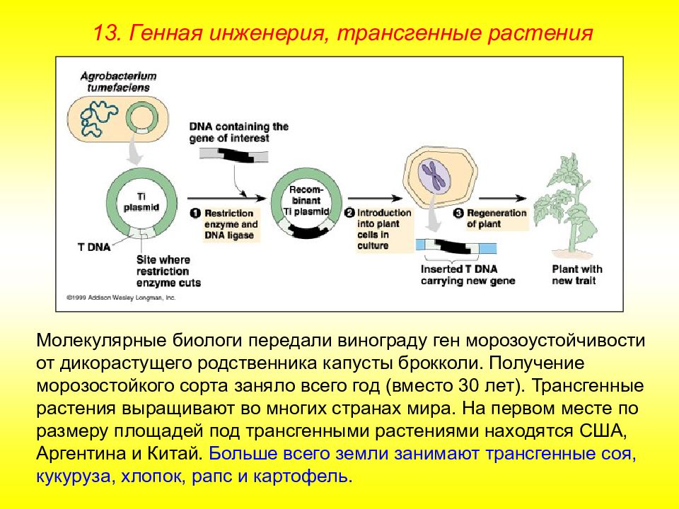 Презентация генная инженерия растений