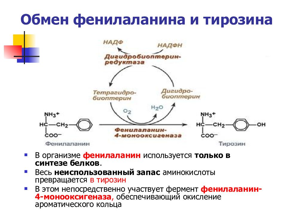 Белки синтезируются в результате реакции. Схема альтернативного пути метаболизма фенилаланина.. Синтез тирозина биохимия. Схема превращения фенилаланина в организме. Схема альтернативного пути превращения фенилаланина.