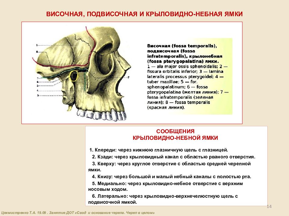 Височная впадина картинка