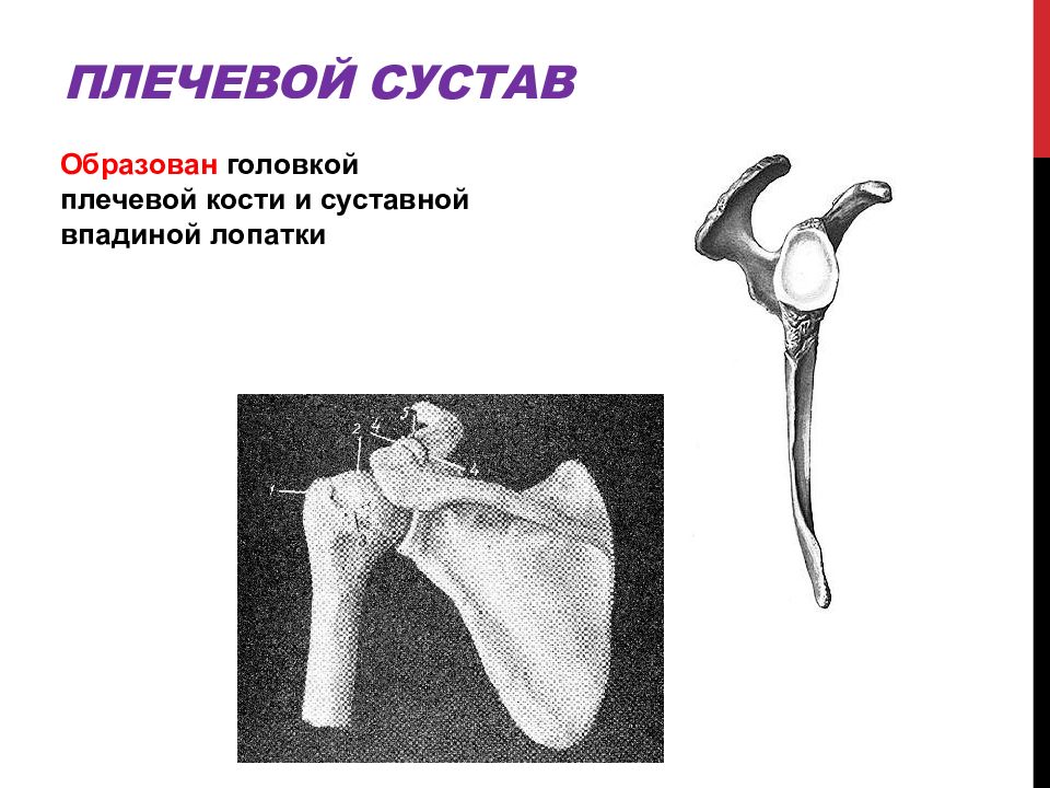 Плечевой пояс анатомия