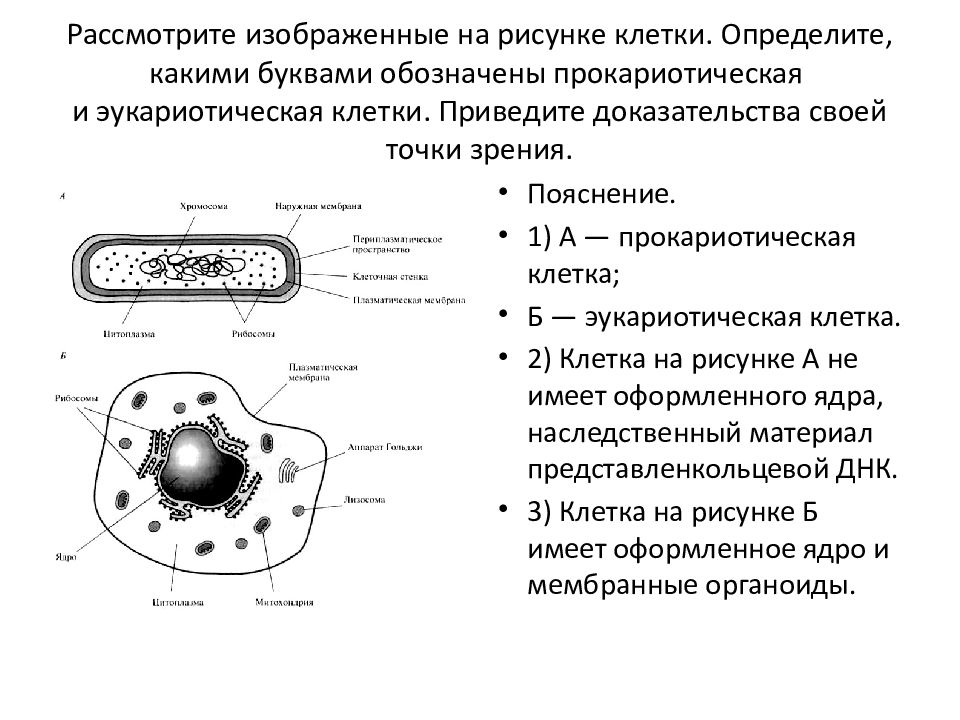 Молекула органического вещества эукариотической клетки. Прокариотические и эукариотические клетки нарисовать. На рисунке изображены прокариотические и эукариотические клетки. Особенности строения прокариотической клетки. Схема. Строение эукариотической клетки и прокариотической клетки.