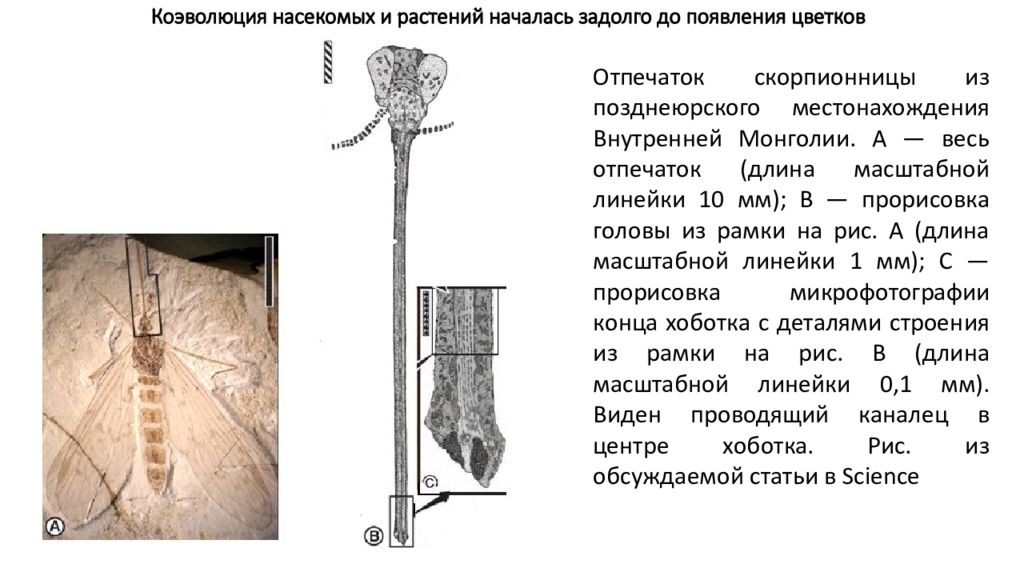 На рисунке изображены отпечаток и реконструкция древнего растения обитавшего около 350 млн лет назад