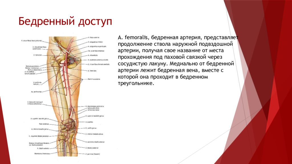 Бедренная Артерия Где Находится У Мужчин Фото