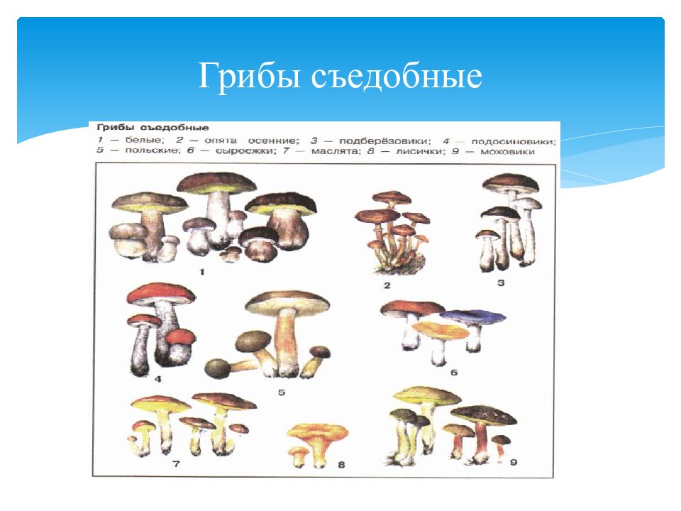 Экологическая группа белого гриба.