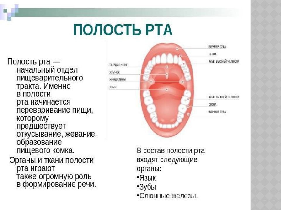 Презентация анатомия и физиология органов речи